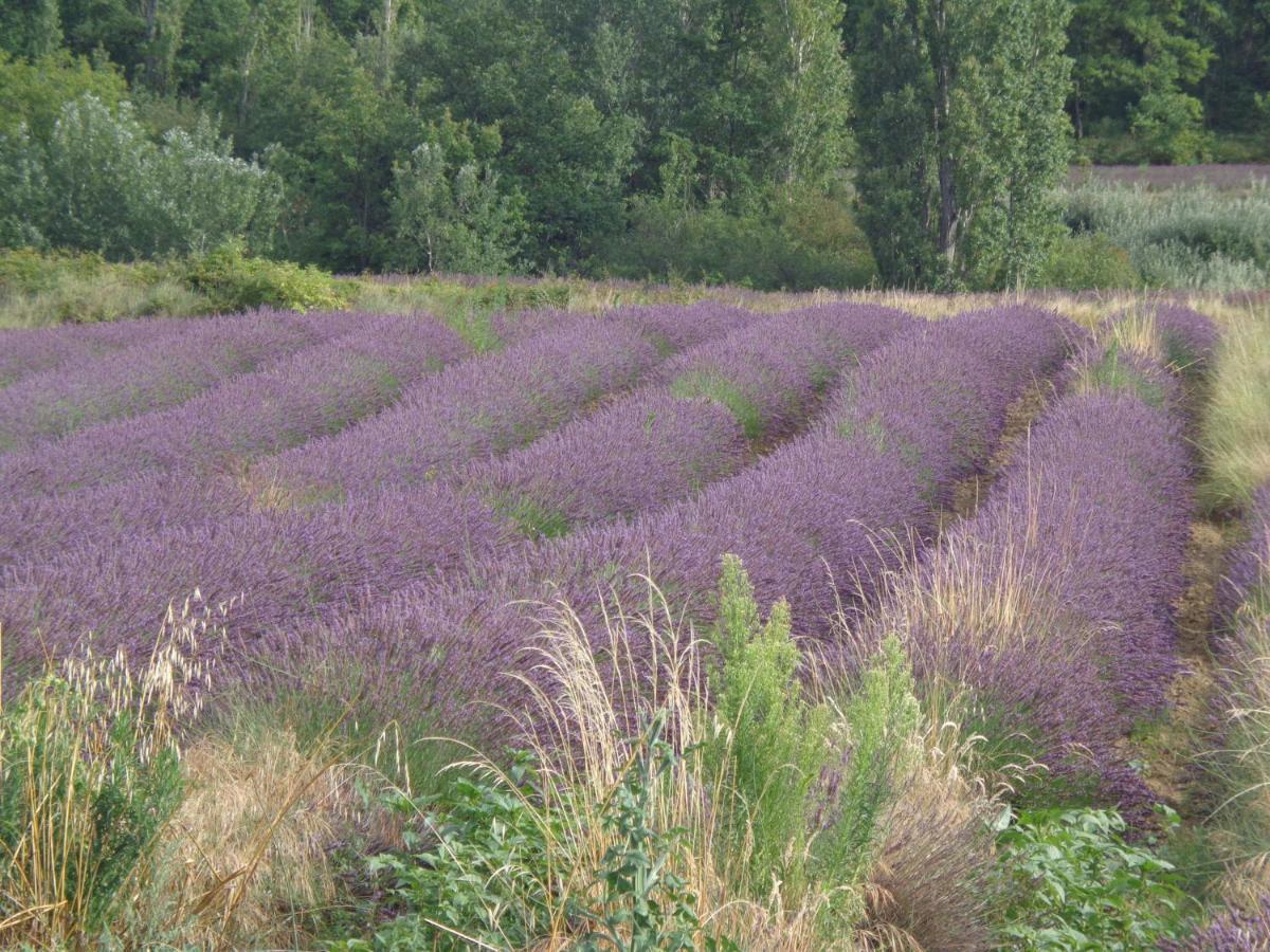 Bed and Breakfast Santolines En Provence Piolenc Zewnętrze zdjęcie